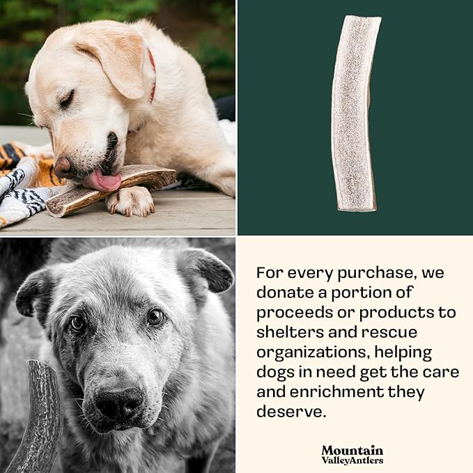 Mountain Valley Elk Antlers for Dogs - 100% Natural & Organic Chew for Aggressive Chewers, No Odor, No Mess, Long Lasting - Wild-Foraged Naturally Shed Antlers in USA - Grade A, Split Medium (1 Pack)