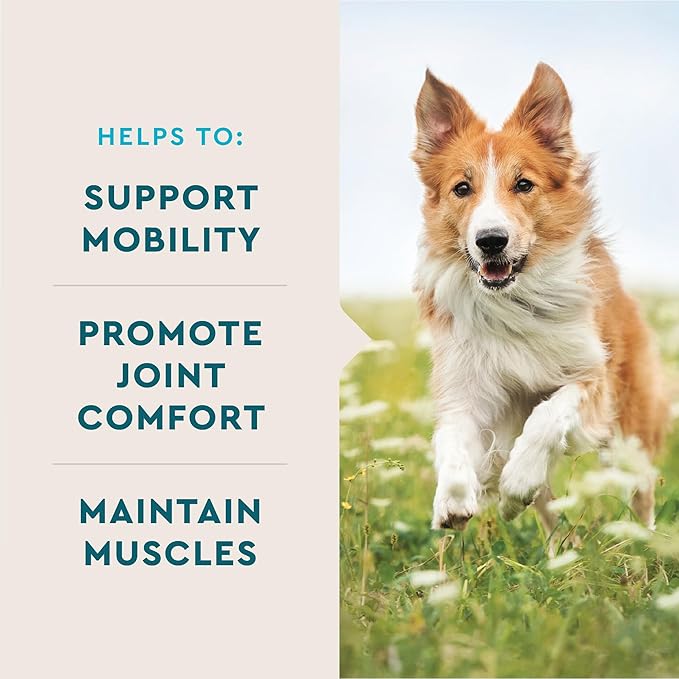 VetIQ Advanced Hip & Joint Chews For Dogs, 60 Count, Chicken Flavored Supplements Made with Glucosamine, Omega 3’s, Chondroitin, MSM & Green Lipped Mussel, Increases Mobility & Maintains Muscles