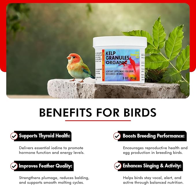 Morning Bird Kelp Granules 3 Oz – Iodine Supplement for Birds – Supports Feather Growth, Molting & Metabolism – Rich in Amino Acids, Trace Minerals & Natural Vitamins – Clean Nutrition for All Birds