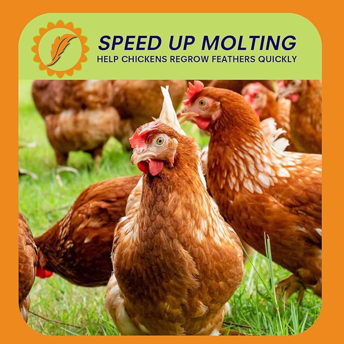 5lbs Dried Black Soldier Fly Larvae for Chickens - 100% Natural BSF Larvae More Calcium Than Dried Mealworms - High Protein BSFL Chicken Treats for Laying Hens Ducks Birds