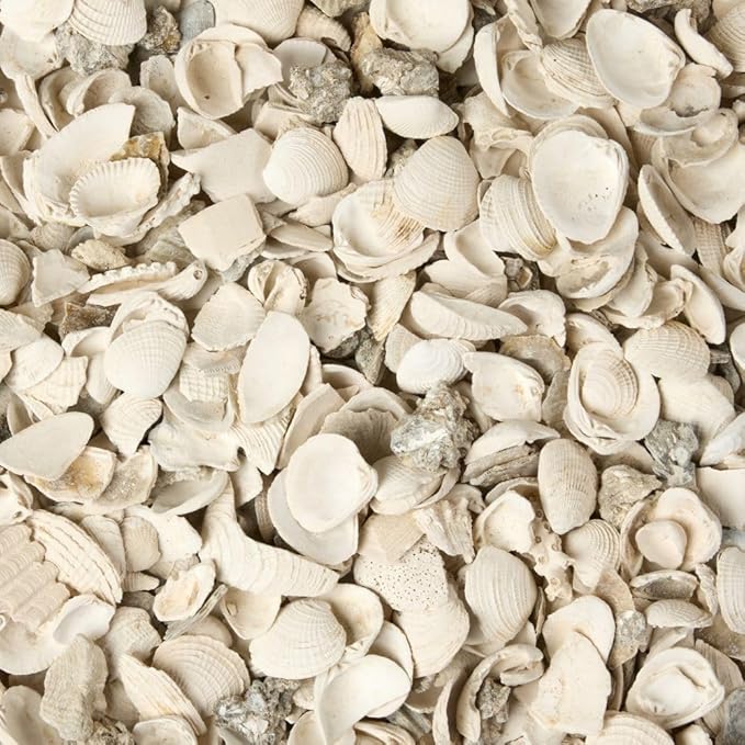 32 oz Jug of Natural Small Seashells with Pieces, ⅛-½ inch Size, for Indoor Outdoor Decor, vase Filler, Candles, Art, Crafts, Aquariums, Gardens, planters, tablescapes, terrariums