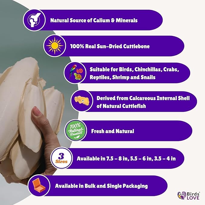 Birds LOVE Natural Cuttlebone | 100% Pure Sun-Dried Calcium Supplement for Birds, Tortoises, Snails & Crabs | Supports Beak & Shell Health | Easy to Chew | 6 Pack, Size 5.5 to 6"