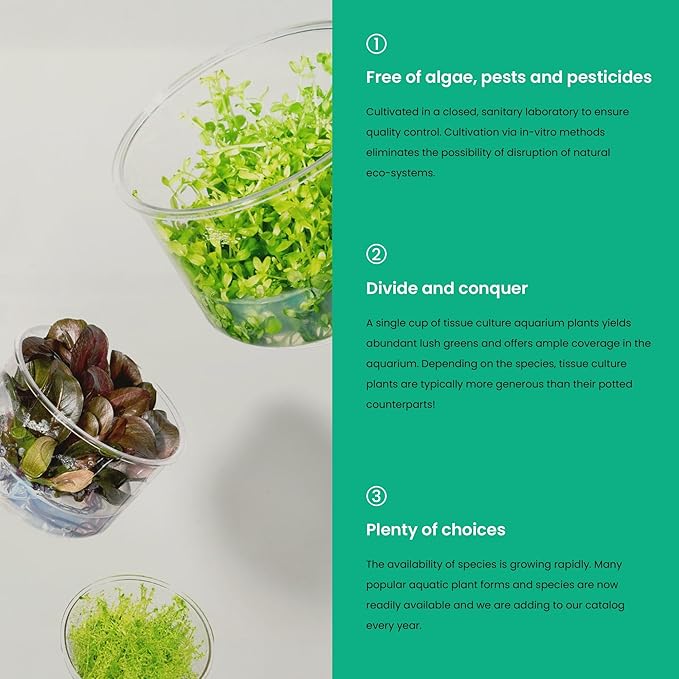 Ultum Nature Systems Live Tissue Culture - Anubias Nana Petite (Anubias barteri 'Nana') - Easy - Low to Medium Light - Dark Green Accent - Foreground - 100% Snail Free Grown in-Vitro