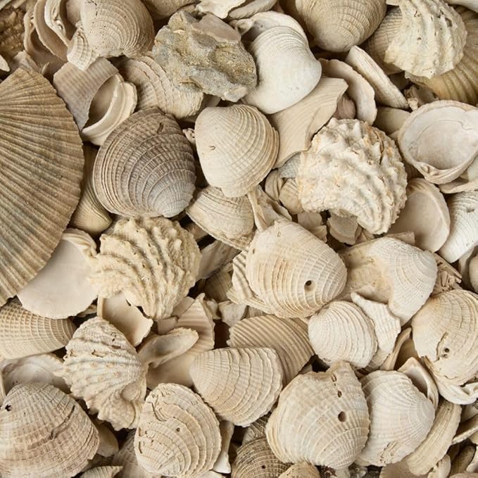 32 oz Jug of Natural Medium Seashells, 1½-3 inch Size, for Indoor Outdoor Decor, vase Filler, Candles, Art, Crafts, Aquariums, Fairy Gardens, planters, tablescapes, terrariums