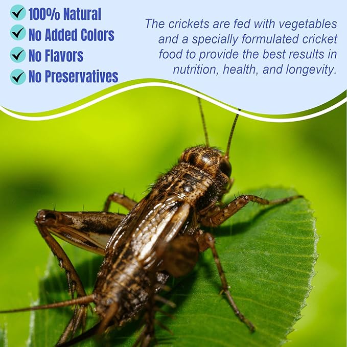 Amzey Appetizing Mealworms Natural Dried Crickets - Food for Bearded Dragons, Wild Birds, Chickens, Fish - (8 oz Resealable Bag) - Veterinary Certified