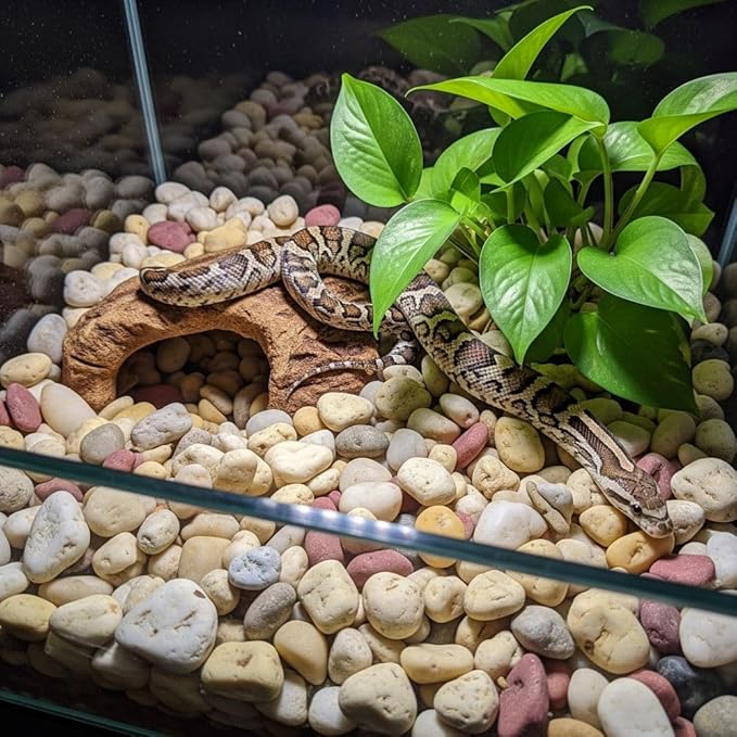 32 oz Jug Multicolor Cream Medium River Rock, 1½-3 inch size, for indoor outdoor decor, vase filler, candles, art, crafts, aquariums, fairy garden, planters, tablescapes, terrariums