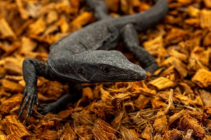 ReptiChip Reptile Substrate Coconut Chip Bedding 72 Quart Compressed Organic Coco Husk Block for Snake Habitat, Ball Python Terrarium, Turtle Tanks, Tortoise Enclosure (10 Pk)