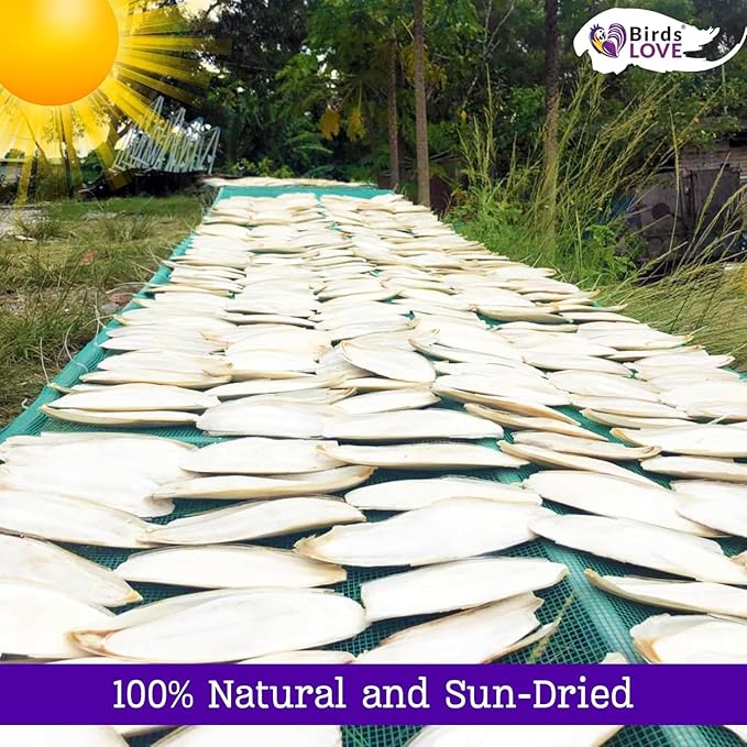 Birds LOVE Natural Cuttlebone | 100% Pure Sun-Dried Calcium Supplement for Birds, Tortoises, Snails & Crabs | Supports Beak & Shell Health | Easy to Chew | 6 Pack, Size 5.5 to 6"