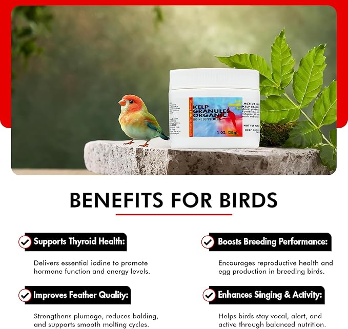 Morning Bird Kelp Granules 1 Oz – Iodine Supplement for Birds – Supports Feather Growth, Molting & Metabolism – Rich in Amino Acids, Trace Minerals & Natural Vitamins – Clean Nutrition for All Birds