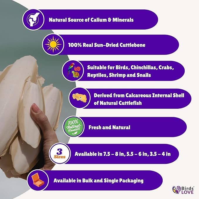 Birds LOVE Natural Cuttlebone for Birds & Reptiles – 100% Pure Sun-Dried Calcium Supplement – Supports Beak, Bone & Shell Strength – Safe Daily Use - 1 Pack with Holder, Size 7.5 to 8"