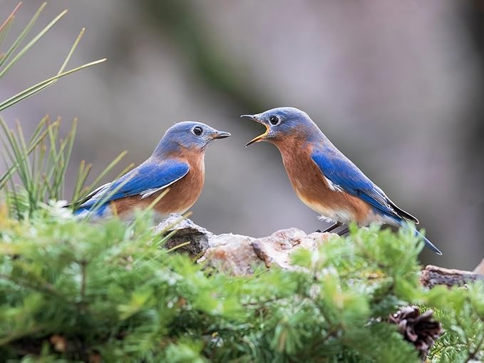Birdseed Cylinders with Hole - Bird Seed for Outside Wild Birds (Small Cylinder, Mighty Bird Mix 2pc)