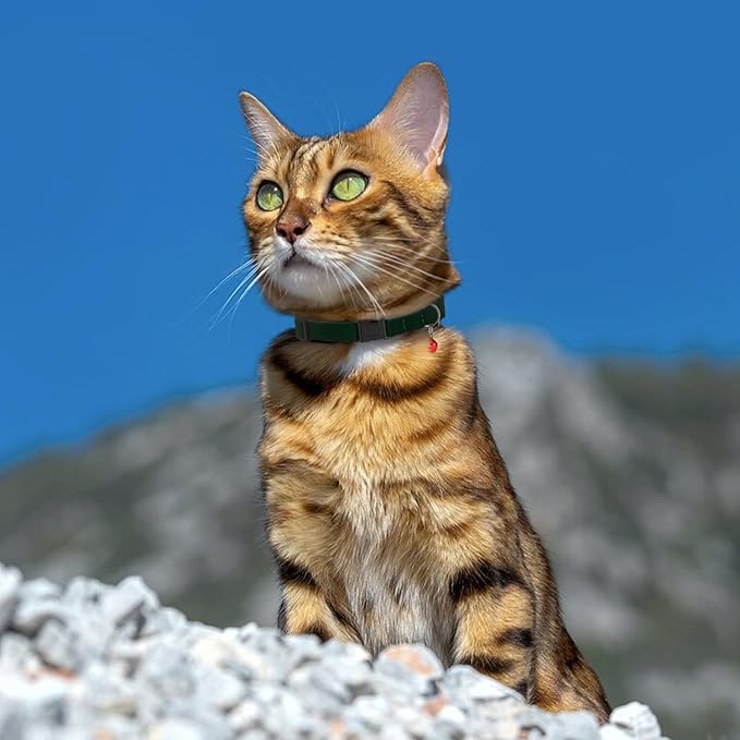 Breakaway Cat Collar Leather with Removable Bell - 13 Colors Available - Soft Adjustable Girl Boy Safety Lightweight Pet Kitten Collars Pink Brown Blue Green Red Orange Black (Cognac)