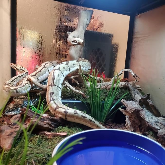 Amypet Reptile Hide Snake Hideout for Different Reptiles Snakes Ball Pythons Use Durable Material Easy to Clean 13.25" L x 8.8" W x 3.1" H (XL)