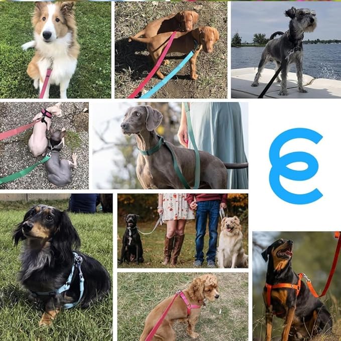 Blueberry Pet Essentials Emerald Dog Leash for Small -5' * 5/8" Dogs | Heavy Duty Nylon Lead | Lightweight Puppy & Cat Leash for Walking & Training