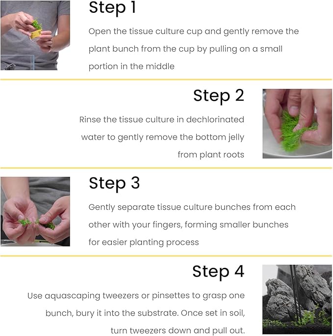 Ultum Nature Systems Micranthemum Monte Carlo Tissue Culture Live Plant for Aquarium, Aquascape, Freshwater Planted Fish Tanks - 100% Snail Free in Vitro