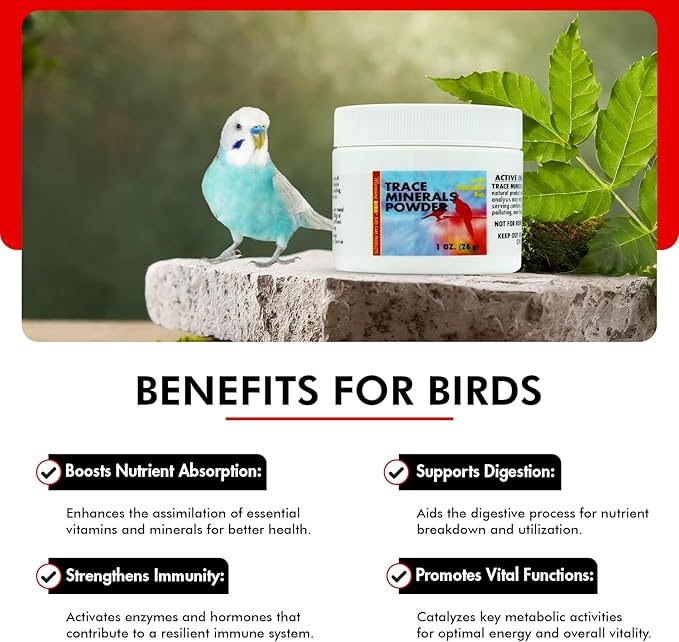 Morning Bird Trace Minerals Powder 1 Oz – Complete Mineral Supplement for Birds – Promotes Energy, Metabolism & Enzyme Activity – Easy to Mix for Daily Vitamin Support.