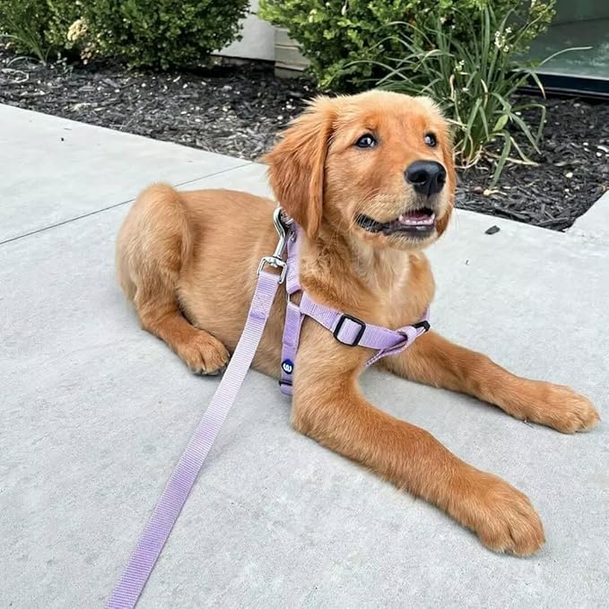 Blueberry Pet Essentials Lavender Dog Leash for X-Small -5' * 3/8" Dogs | Heavy Duty Nylon Lead | Lightweight Puppy & Cat Leash for Walking & Training