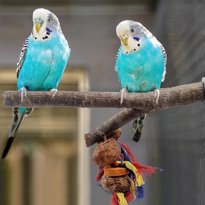 kathson Natural Bird Perches for Cage,Wooden Parrot Stand Branch with Chewing Nuts Toys Exercising Standing Parakeet Cage Accessories for Conures Budgies Finches Cockatiels Lovebird (2 PCS)