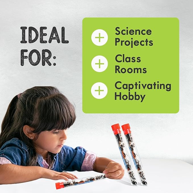 50 Live Red Harvester Ants with 10oz Sand for Ant Habitats – Live Arrival, Shipped Now – Perfect for Educational Science Projects & Interactive Habitat Experience