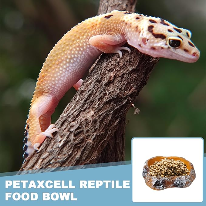 Reptile Food Bowl, Reptile Feeding Dish Corner Bowl Water Resin Rock Worm Feeder Dish XS (4.1 in, Orange), Intended for Lizards/o/Scaled Pet/Leopard o/Spiders