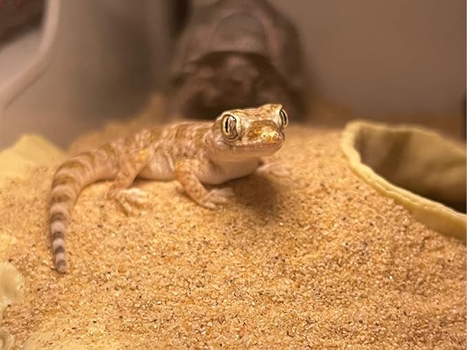 Reptile and Shrimp Hide Cave, 3D Printed Aquarium Decor for Bearded Dragon Snake, Fish Tank Accessories Terrarium Corner Shelter (White, one Size)