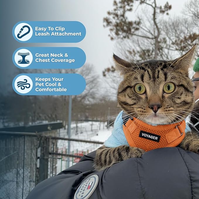 Voyager Step-in Lock Adjustable Cat Harness w. Cat Leash Combo Set with Neoprene Handle 5ft - Supports Small, Medium and Large Breed Cats by Best Pet Supplies - Orange, XS