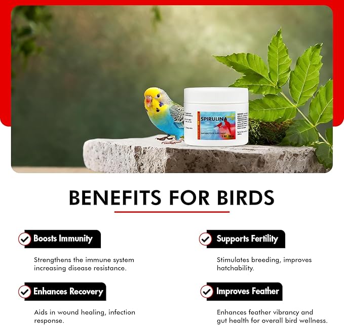 Morning Bird Spirulina 1 Oz Supplement for Caged Birds, Organic Bird Food Supplement with Vitamins, Proteins, and Amino Acids for Parakeets, Cockatiels, Budgies, Finches, Canaries, and Parrots