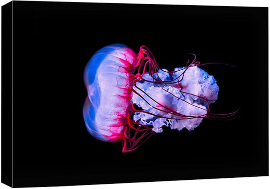 wall26 Canvas Print Wall Art Vibrant Purple Pink Jellyish Dark Ocean Nature Animals Photography Realism Rustic Scenic Landscape Wilderness Earth Colorful for Living Room, Bedroom, Office - 24"x36"