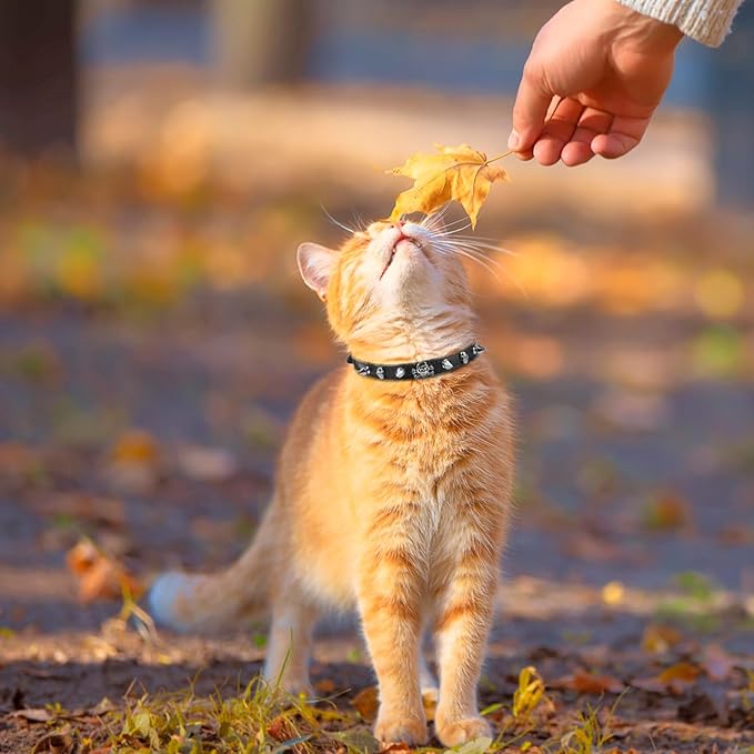 EXPAWLORER Halloween Cat Collar for Girl Boy- Adjustable Leather Pet Collar with Safety Elastic Belt,Personalized Punk Accessories Buckle Collars with Bell & Durable D-Ring, Rivet (Black)