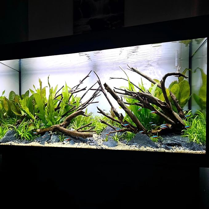 Live Plant - Amazon Sword (Echinodorus Bleheri) - Beginner Friendly, Easy Care, Medium Light, Midground to Background Placement - Freshwater Aquarium Decoration - 1 Bunch (4-5 Plants)