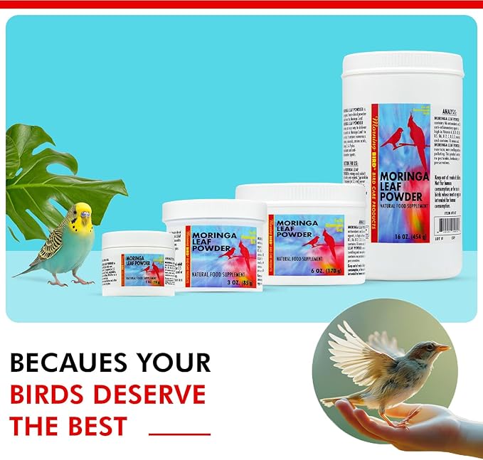 Morning Bird Moringa Leaf Powder 3 oz – Natural Food Supplement for Birds, Rich in Vitamins & Minerals, Boosts Immune System & Energy, Supports Healthy Feathers, Digestion, and Overall Avian Wellness