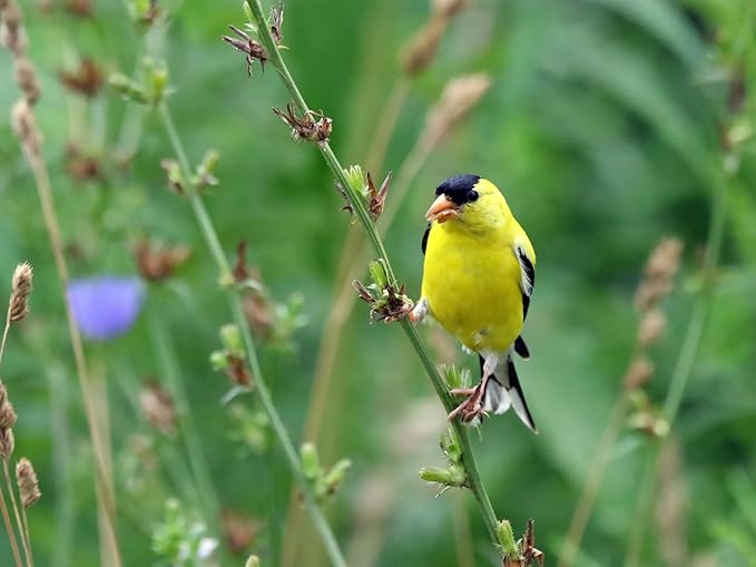 Birdseed Cylinders with Hole - Bird Seed for Outside Wild Birds (Small Cylinder, Four Seasons Flight 1pc)