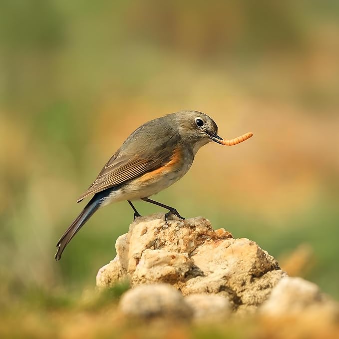 3.5oz Freeze-Dried Mealworms – All Natural High Protein Pet Food for Birds, Chickens, and Reptiles