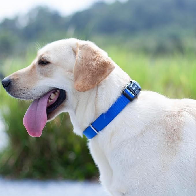 Hyhug Medium Dog Collar, Blue:Heavy-Duty Quick-Release Nylon Buckle, Adjustable & Durable, Cute Dog Collar (Medium, Bright Blue)