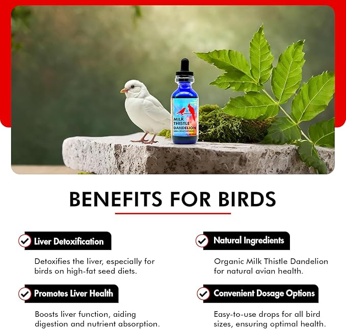 Morning Bird Milk Thistle & Dandelion Extract 1 fl oz - Organic Bird Supplement for Optimal Health – Support Liver Heath & Promotes Detox - Suitable for All Birds Species