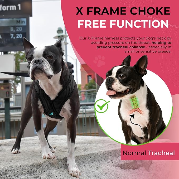 Gooby Comfort X Head In Harness - Black, Medium - No Pull Small Dog Harness Patented Choke-Free X Frame - Perfect on the Go Dog Harness for Medium Dogs No Pull or Small Dogs for Indoor and Outdoor Use