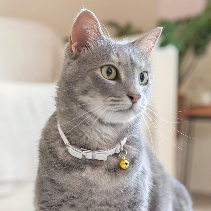 CollarDirect Leather Cat Collar with Bell - Kitten Collar, Small and Big Cat Collar for Boy Cats, Girl Cats with Safety Elastic Strap (Neck Fit 6"-7", White)