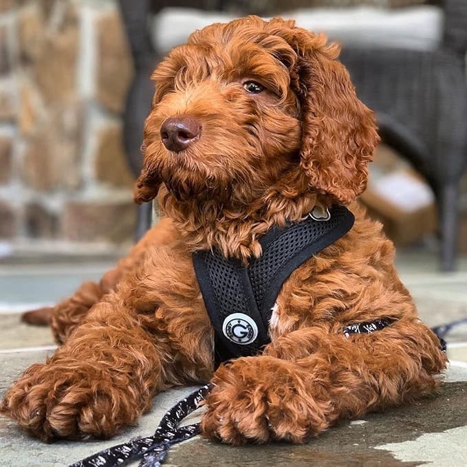 Gooby Comfort X Head In Harness - Black, Medium - No Pull Small Dog Harness Patented Choke-Free X Frame - Perfect on the Go Dog Harness for Medium Dogs No Pull or Small Dogs for Indoor and Outdoor Use