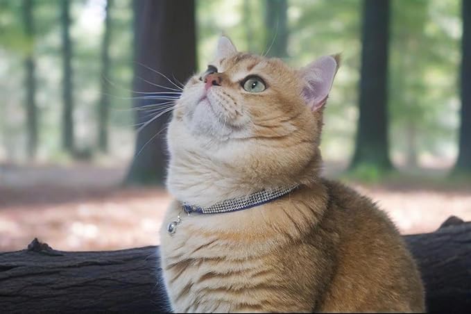 Rhinestone Cat Collar Breakaway Safety Buckle with Bell, Adjustable Diamond Girl Boy Kitty Cute Comfy Collar for Kitten Small Pets Rabbits, 7.5"-11" Blue