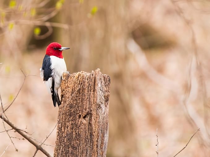 Birdseed Cylinders with Hole - Bird Seed for Outside Wild Birds (Small Cylinder, Redhead Special 4pc)