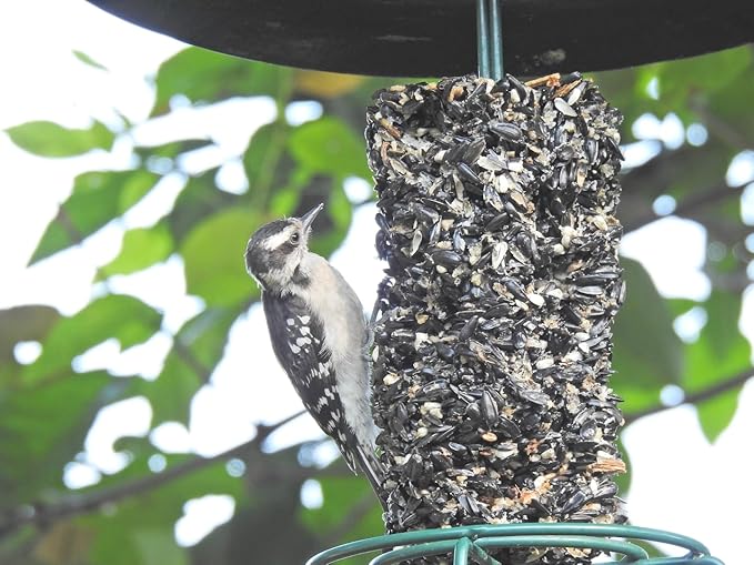 JCs Wildlife All Season Blend Premium Bird Seed Small Cylinder with Hole, 1.75 lb (6 Cylinder)