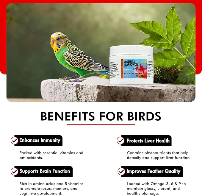 Morning Bird Moringa Leaf Powder 1 oz – Natural Food Supplement for Birds, Rich in Vitamins & Minerals, Boosts Immune System & Energy, Supports Healthy Feathers, Digestion, and Overall Avian Wellness