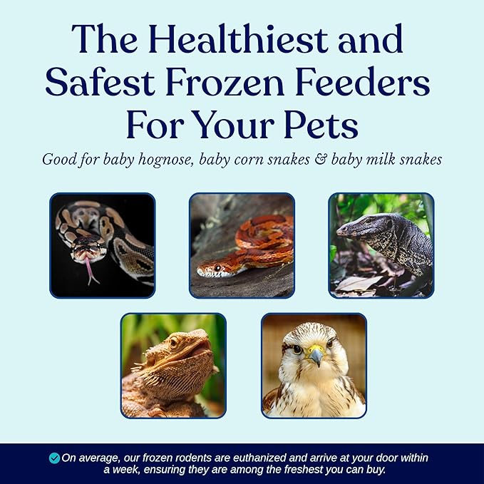 MiceDirect Frozen Mice Small Pinkie Feeder Snake Food for Corn Snakes Ball Pythons Lizards (.5-1 inch)(50 Count)