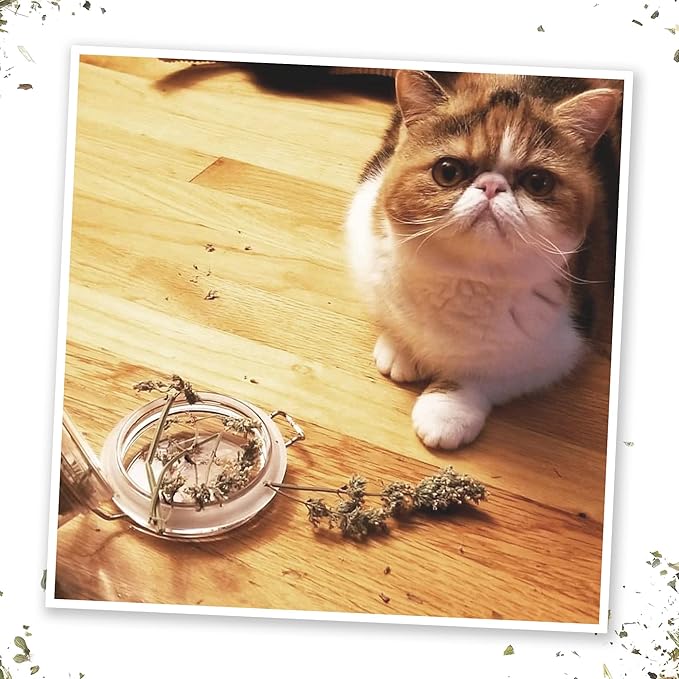 Meowijuana | Dried Catnip Buds Jar | Premium Organic Catnip | Grown in North America | Perfect for Cat Toys | Fresh Catnip for Extended Playtime | Elevate Your Cat's Enjoyment