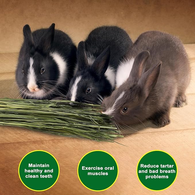 Premium Oat Hay for Pets - Dust Free Natural Green Fresh Pet Food Hay for Rabbits, Guinea Pigs, Chinchillas, Hamsters & Gerbils - 6.6 lbs