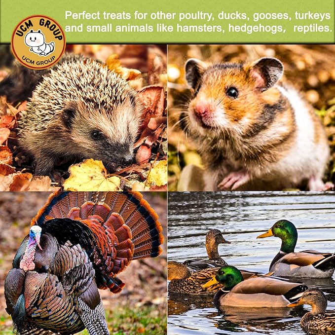 UCM Group 5LB Dried Black Soldier Fly Larvae for Chicken, Poultry, Wild Birds,No Additives, 100% Natural Non-GMO, More Calcium Chicken Treats Than Mealworms