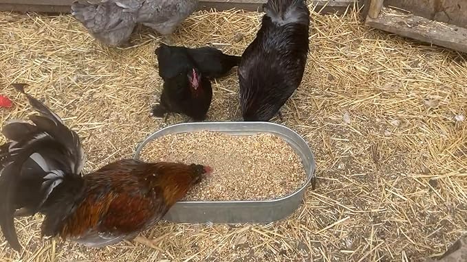 Vital Nutrients: Chicken Vitamins for Feed & Molting Supplement, Egg Booster, Poultry & Chicken Vitamins - Pampered Chicken Mama (5 pounds)