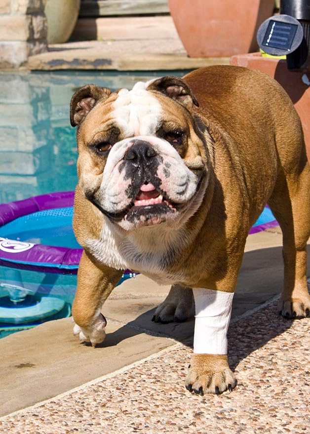 Protective Sleeve Tubular Cover - Bandages - for Dogs Cats and Other Pets First Aid Wound Care Comfortable Non-Adhesive Breathable & Water Resistant 12 Strips (yields 24-36 Covers)-(Large)