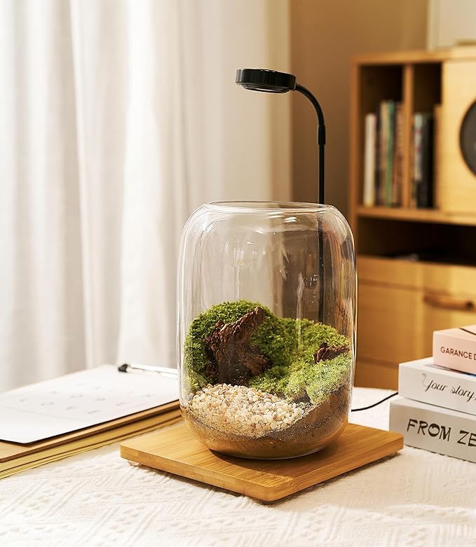Terrarium Kit with Grow Light, Succulent Plants, Mini Gardening Set - Includes Jar, Tools, Moss, Rocks, Driftwood & Decor