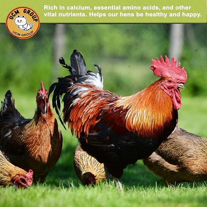 UCM Group 20LB Dried Black Soldier Fly Larvae for Chickens, Poultry, Wild Birds,100% Natural Non-GMO, No Additives, Treat, More Calcium Chickens Treats Than Mealworms, 4 Packs